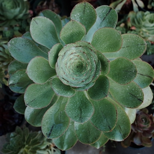 「昂苗」多肉植物 艳姿 燕姿 燕子 老桩 一物一拍 莲花掌属法师