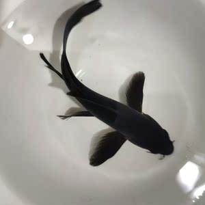 黑慧星蝴蝶鲤黑金锦鲤镇宅风水鱼黑色活鱼冷水易活纯种长短尾