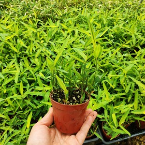 盆栽矮竹