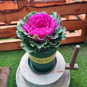 羽衣甘蓝苗盆栽阳台庭院耐寒花卉绿植进化空气防辐射草本植物好活