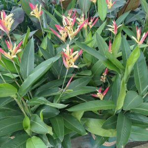 富贵鸟盆栽花客厅室内吸甲醛大型绿植办公室四季花卉植物好养包邮