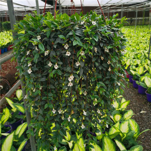 柳叶吊兰盆栽植物室内净化空气垂吊绿植花卉青叶玉唇四季开花好养