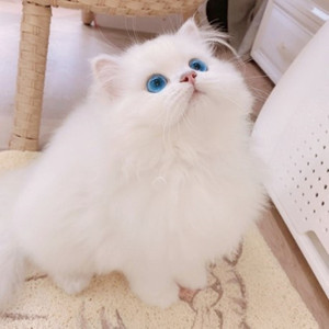 金吉拉幼猫纯种蓝眼睛长毛银点高地宠物猫咪活体矮脚折耳金吉拉猫