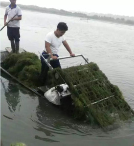 螃蟹塘龙虾塘自动割水草机河道保洁电动割草机自动收割水草机