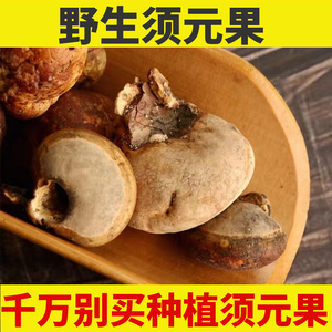野生须元果耶香豆觅阳果中药材隐孔菌无根须阳果松橄榄树荷包100g