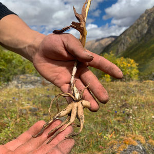 西藏手掌参佛手参精选旺拉中药材野生五指参手儿参掌参阴阳草250g