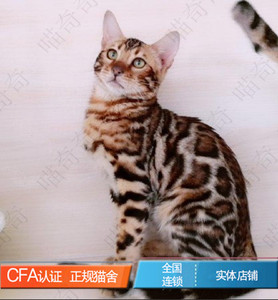 孟加拉豹猫活体幼猫猫舍纯种宠物猫咪金钱豹雪豹黑豹赛级布偶猫咪