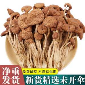 云南茶树菇干货特级不开伞茶薪菇香菇蘑菇菌菇旗舰店煲汤500g