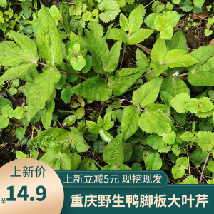 新鲜鸭脚板野菜山里现挖鸭儿掌大叶芹野芹菜鸭儿菜三叶芹野生蔬菜