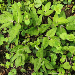 新鲜鸭脚板野菜山里现挖鸭儿掌大叶芹野芹菜鸭儿菜三叶芹野生蔬菜