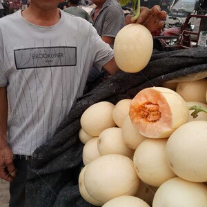 红肉脆梨甜瓜种子四季播高产超甜早熟南方蜜脆香瓜种子包邮四季播