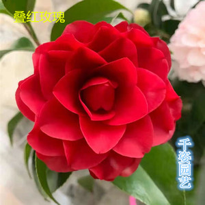 叠红玫瑰 进口名贵稀有福建龙岩茶花室内外庭院高档花卉绿植盆栽