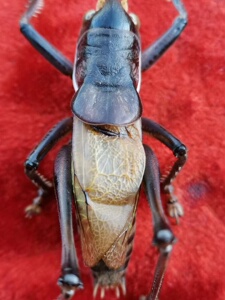 直播间鸣虫虫具专拍链接