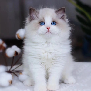 上海本地猫舍出售纯种布偶猫幼猫活体金渐层英短蓝猫蓝白猫加菲猫