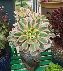 多肉植物灿烂法师多头老桩
