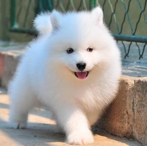 出售纯种萨摩耶幼犬萨摩耶活体微笑天使可爱型中型犬雪橇犬宠物狗