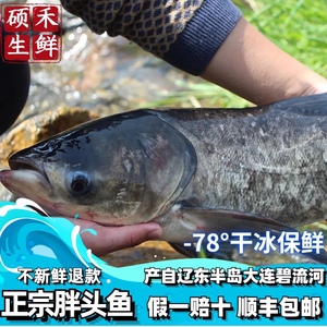 大连碧流河冬捕鱼新鲜鲜活胖头鱼花鲢鱼礼盒大鱼查干湖水产包邮