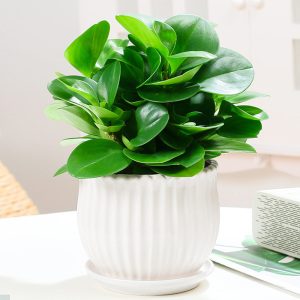碧玉绿吊兰花盆陶瓷水培绿植门店盆栽花卉办公室吸甲醛植物室内