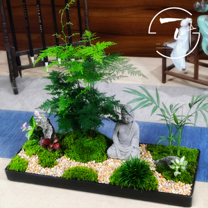 文竹盆景创意禅意微景观室内办公室桌茶桌摆件绿植盆栽四季常青