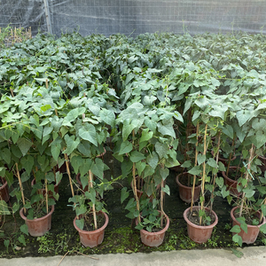 锦屏藤富贵帘金丝垂帘一帘幽梦盆栽蔓地榕珠帘藤苗龙须草爬藤绿植