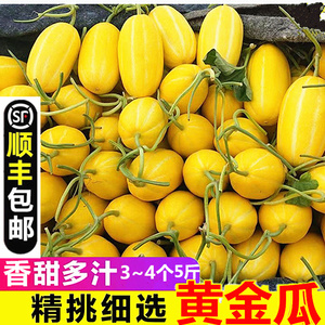 【顺丰包邮】5斤新鲜 香瓜东方蜜黄金玉瓜黄条纹白瓜脆甜应季水果