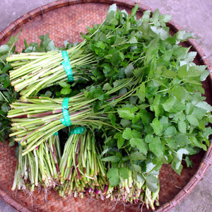 野生水芹菜现摘时令新鲜蔬菜小叶芹贵州湖南特产食用野菜4斤装