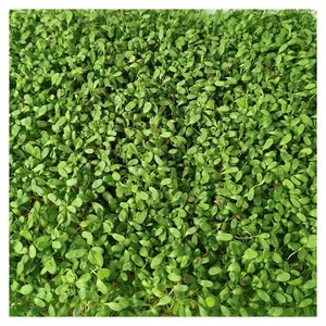 紫花苜蓿草种籽无土水培芽苗菜苜蓿芽土培种植阳台四季纸上种菜新