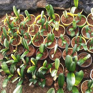 精品君子兰极光彩兰鸳鸯佛光一线天福伦小苗盆栽绿植花卉6人付款230