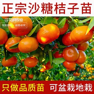 广西砂糖橘沙糖桔子果树水果苗嫁接当年结果盆地栽庭院南北方种植