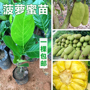 菠萝蜜苗树苗