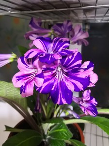 苦苣苔进口堇兰,嵌合体:尼尔的面包〈未跑色正版苗〉丰花系列