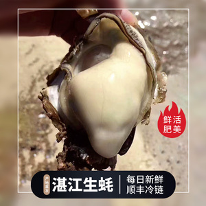 湛江生蚝鲜活10斤带壳海蛎子鲜活大牡蛎海鲜水产5斤现捞肥美脆甜