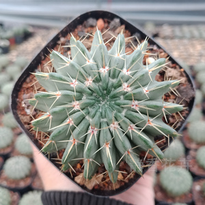 静香花卉【白狮子】实生多年仙人球南国玉属狮子王多肉开花株