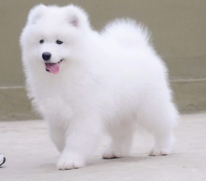纯种萨摩耶幼犬活体微笑天使纯白色雪橇犬萨摩耶中型家养宠物狗狗