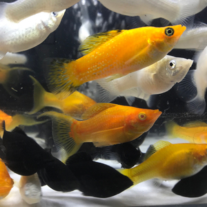 观赏鱼胎生下崽鱼黑玛丽鱼皮球玛丽鱼月光鱼热带鱼宠物鱼活体包邮