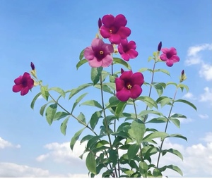 紫蝉花金蝉花多年生木本盆栽花朵鲜艳阳台庭院耐热花期长易养活