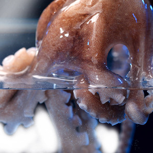 八爪鱼海鲜鲜活大爆头3斤