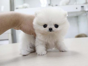 俊介犬日本纯种