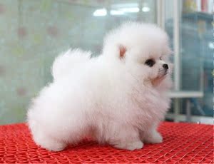 珍珠狗活体幼犬