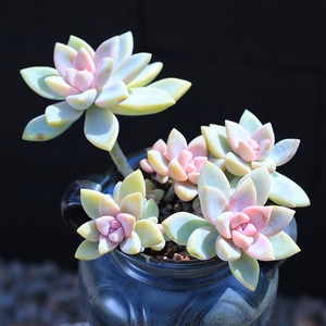 紫雾多肉植物淡雪老桩多肉盆栽绿植室内植物萌肉肉新品云南直发