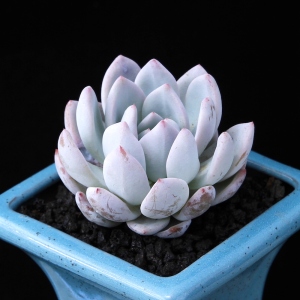 芙蓉雪莲多肉植物组合盆栽diy办公室净化空气吸甲醛绿植花卉园艺1