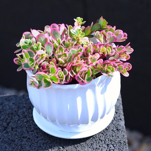 彩虹马齿苋太阳花锦可爱多肉植物盆栽多年生草本植物阳台窗台花卉