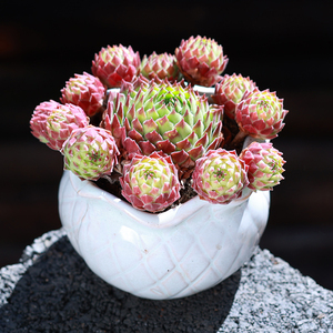 云南多肉植物盆栽菠萝球可爱新款室内绿植花卉肉肉植物新手套餐