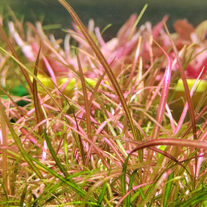 自养水活体淡水鱼缸草缸造景水族装饰红针叶皇冠稀有红色前景水草