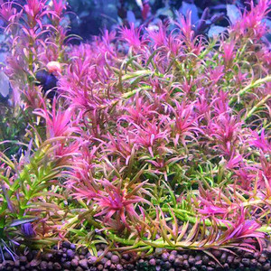红头趴趴熊水草稀有水草红色前景草自养水下叶草缸造景自养水下叶