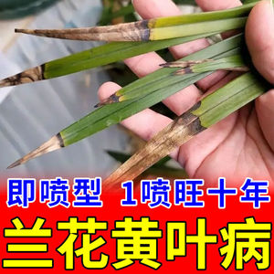 兰花专用肥料【专冶黄叶】防黄叶焦尖烂根空根催芽催花兰草花家用