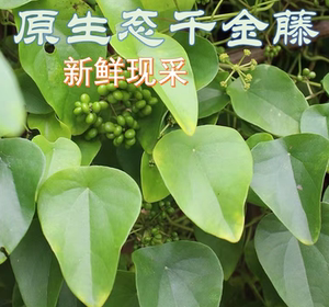 食用新鲜广西荔浦瑶山千金藤飞天雷公纯天然生态中草药500g现采挖