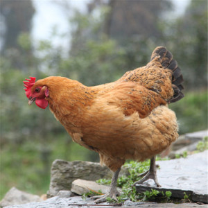 四川隆昌农家散自养老母鸡土鸡家鸡跑山鸡草鸡月子鸡汤净4斤左右