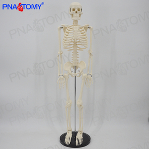 仿真人体全身小白骨骼模型骨架骷髅骨可拆卸教学医用正骨玩具瑜伽