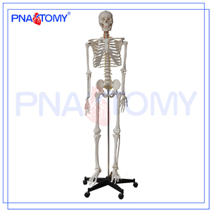 Pnatomy1i70cm人体骨骼模型仿真骷髅骨架模型可拆卸可活动带支架
